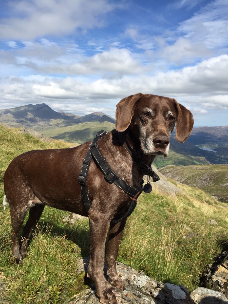 Milly the dog out for a walk