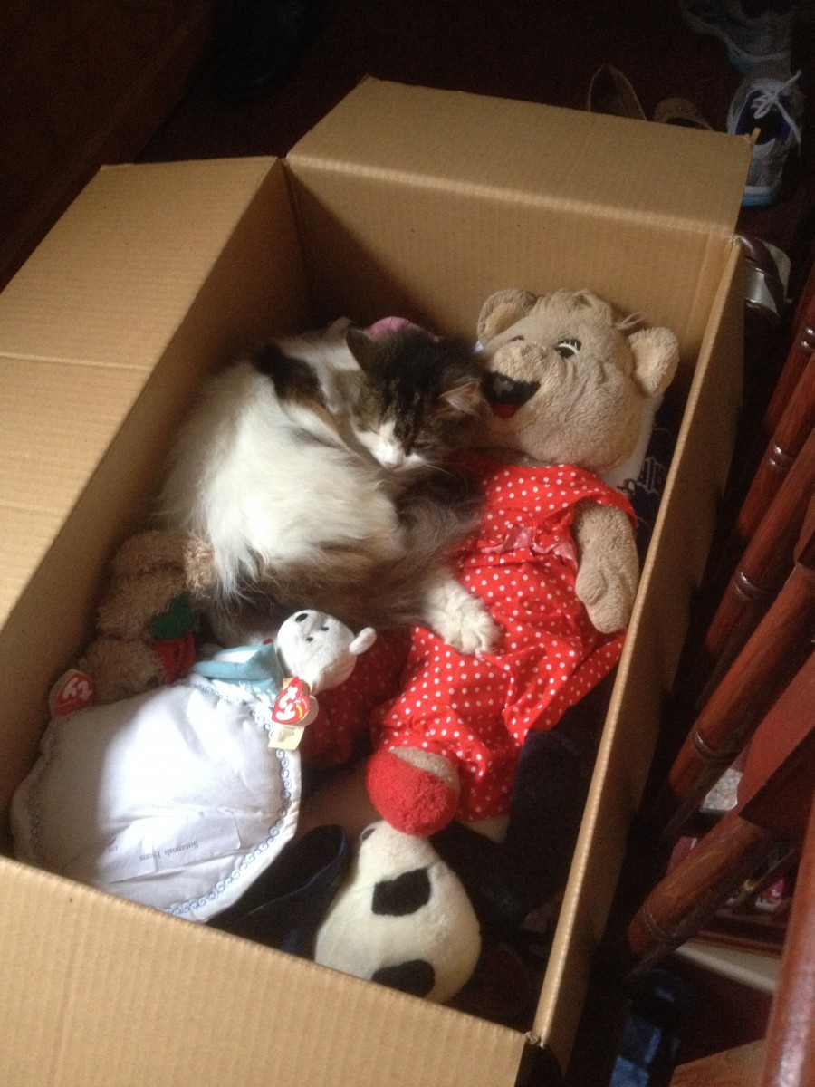 Cat asleep in a cardboard box